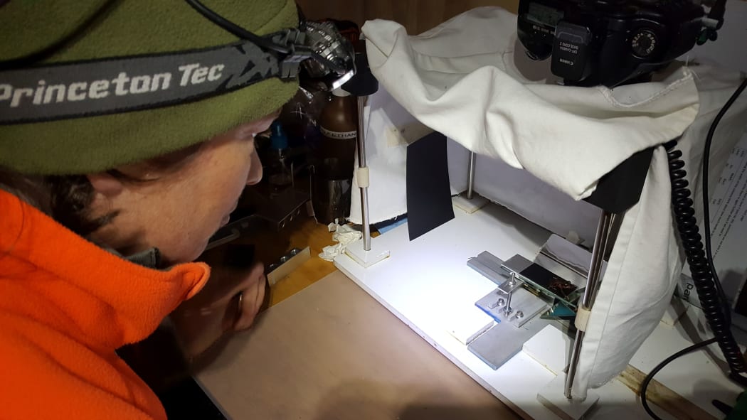 DOC ranger Abi Quinnell using a camera stage to take identification photos of Archey's frogs - the very small frog is just visible on the black rectangle to the right of the photo.