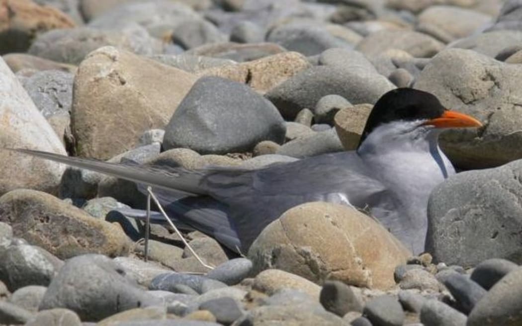 Black-fronted tern on the Ashley Rakahuri River
