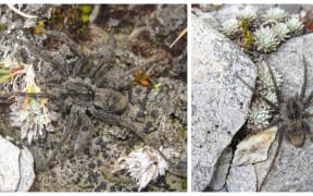 Alpine wolf spider