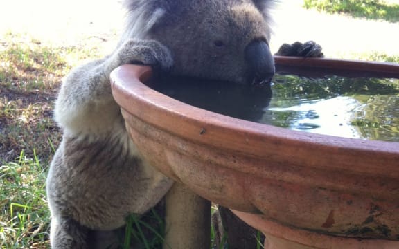 A koala drinks from a bird bath at a rural property in Gunnedah, Australia.