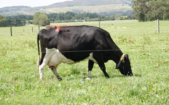 Plantain trials have been running at Massey University since 2019.