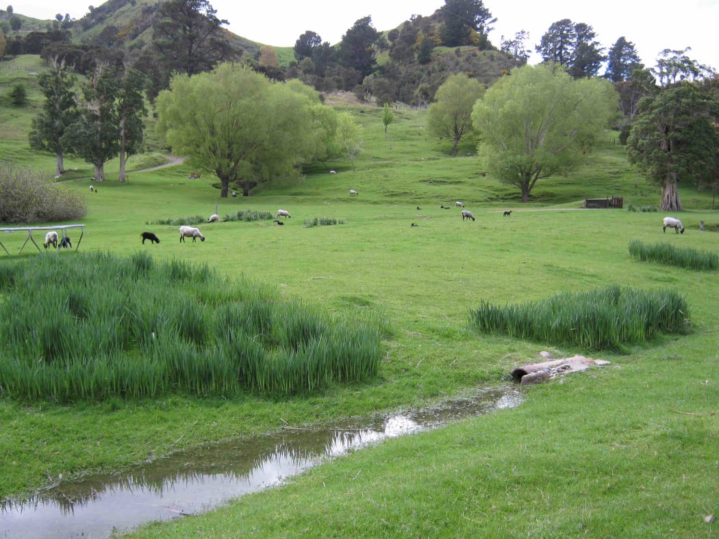 Grey Sheep and lambs on the hills of Stansborough - Not NZ do not use
