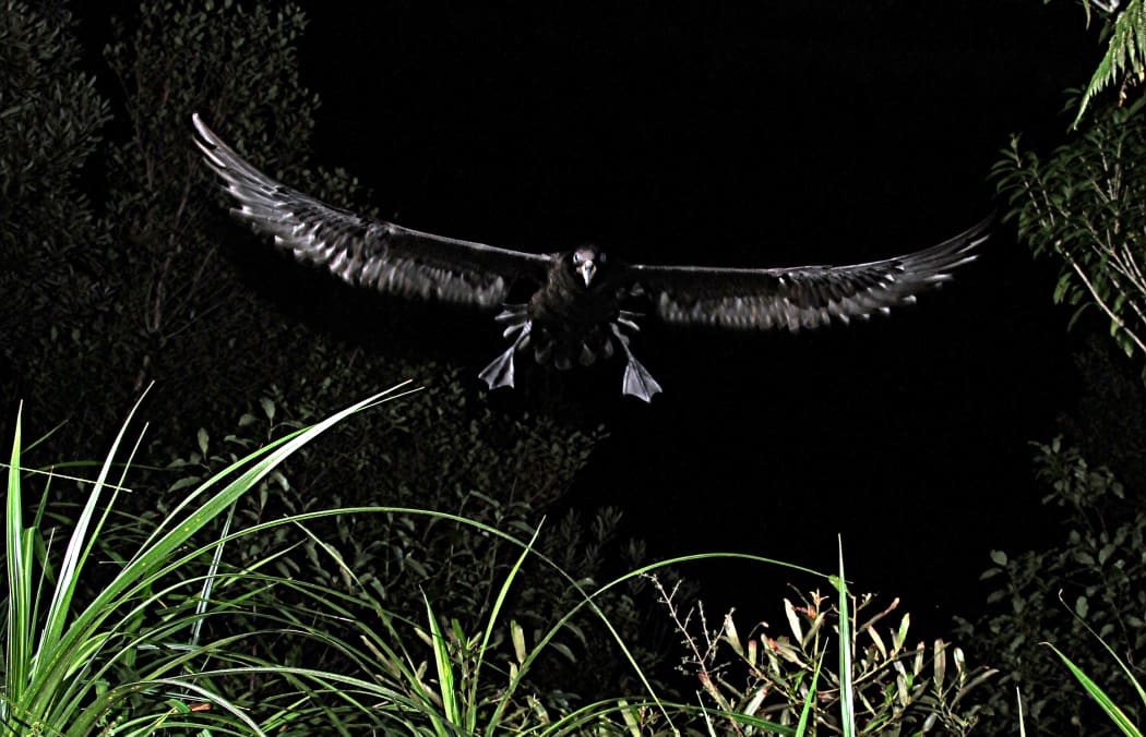 Westland petrel doing a night landing at its forested breeding grounds