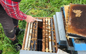 A beekeeper tending his hives