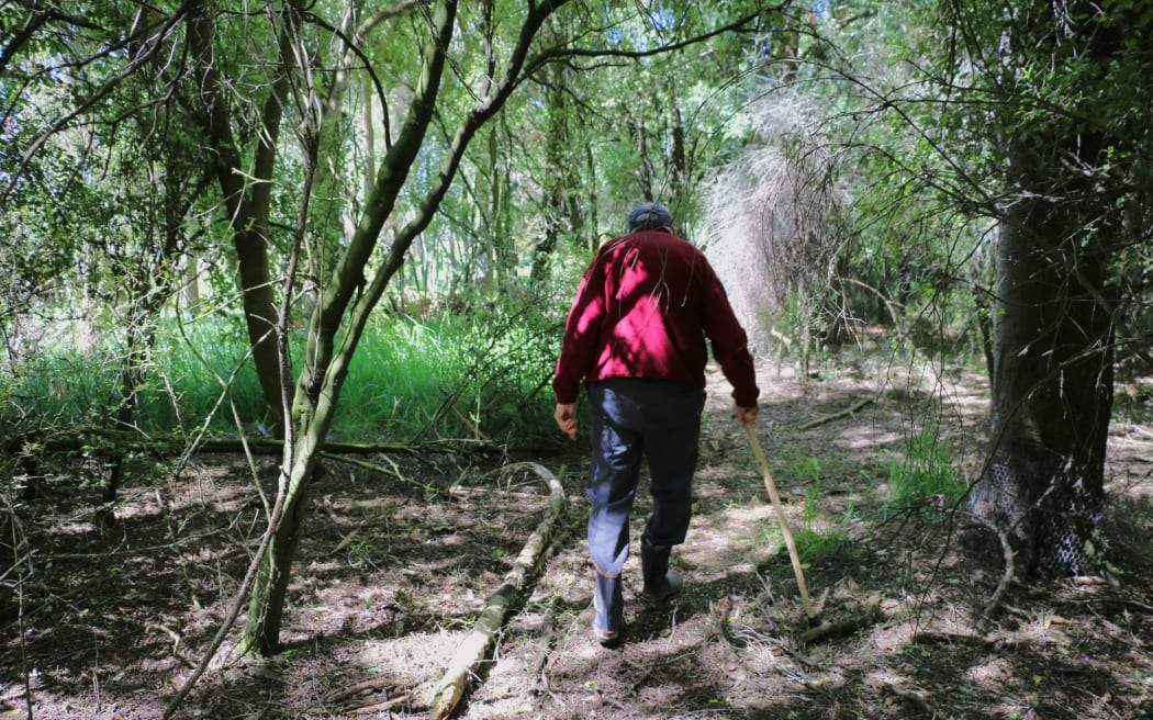 Arowhenua Bush restoration project