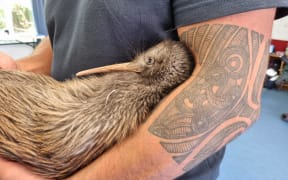 Save the Kiwi staff checking on a kiwi at Pukeatua School on 11 April, 2024, ahead of a major project to move up to 300 kiwis off the Sanctuary Mountain Maungatautari.