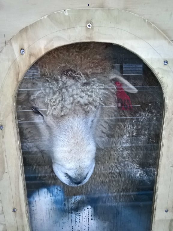 Sheep are kept in respiration chambers for less than an hour, during which their emissions are monitored automatically