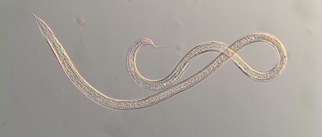 A thin worm