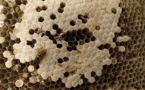 A common wasp nest with adults, larvae and pupae