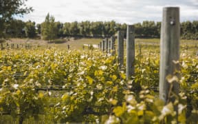 Two Paddocks' Red Bank Vineyard in the Earnscleugh Valley