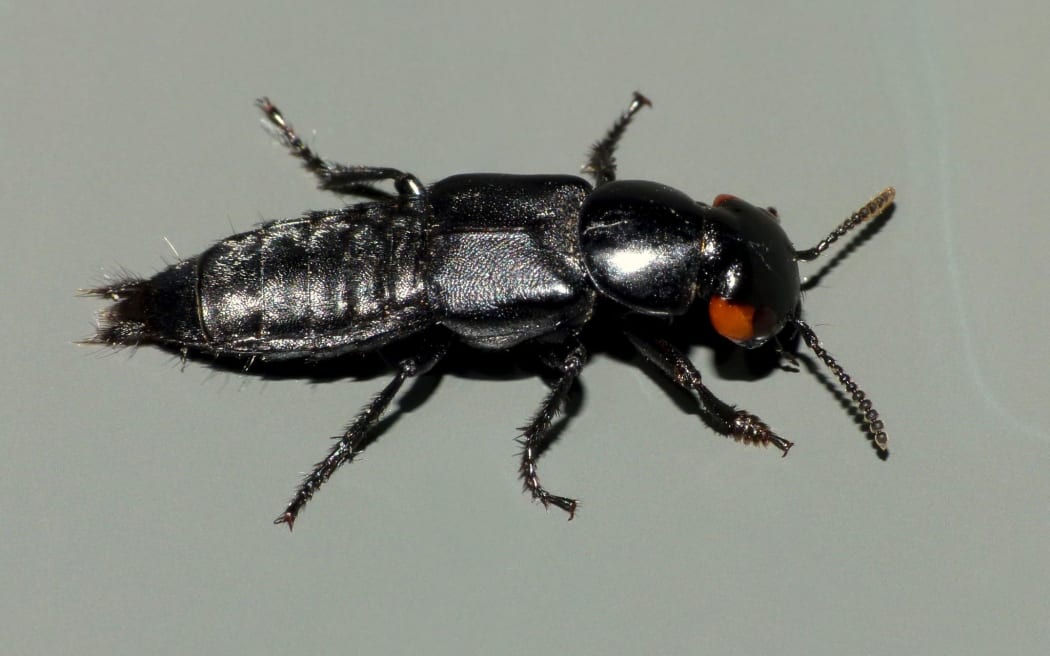 Devil’s coach horse beetle
