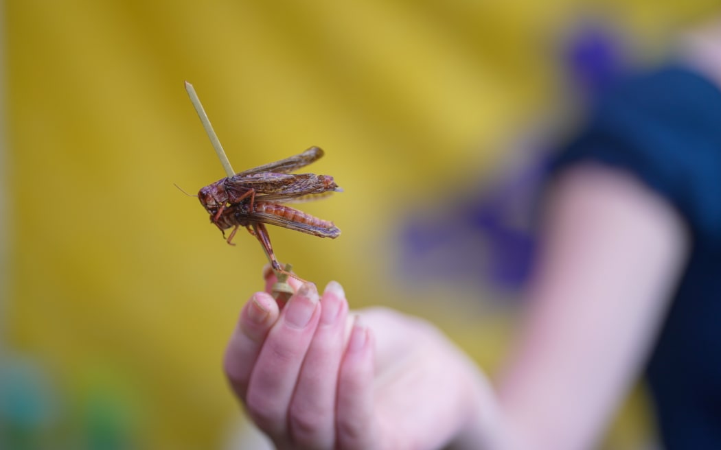 Food at the festival.