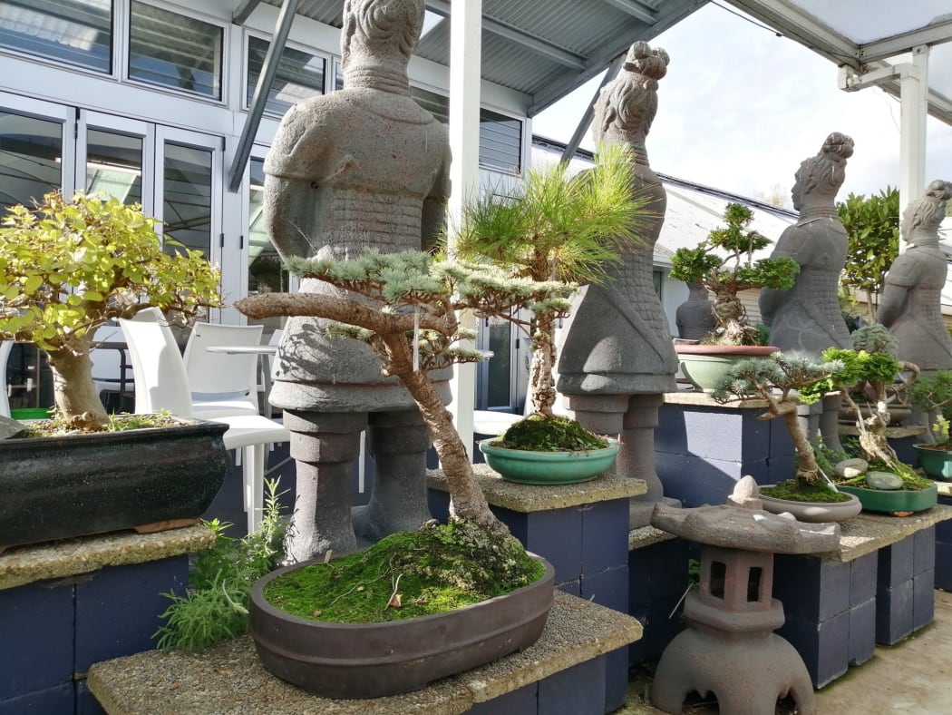 Some of the decades-old bonsai plants stolen from California Home and Garden.