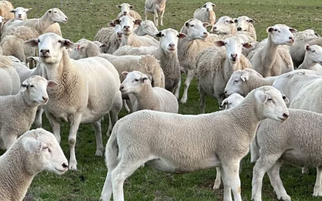 Police investigate reports of hundreds of pregnant sheep stolen from ...