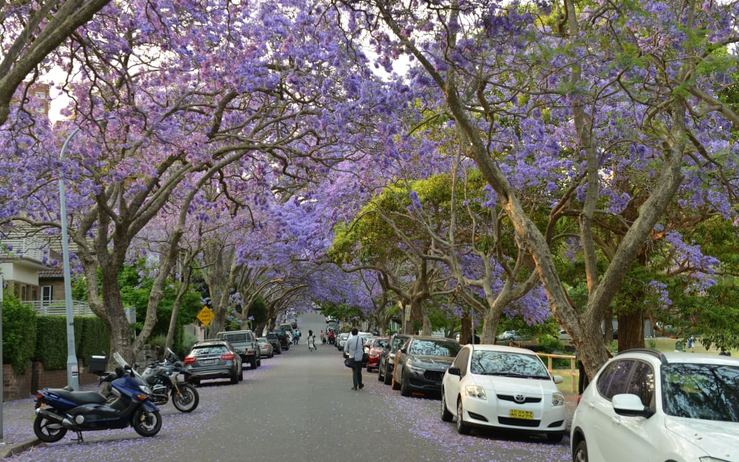 SYDNEY, AUSTRALIA - NOVEMBER 20: Blue Jacaranda trees are seen at parks in Sydney, Australia on November 20, 2019.  Recep Sakar / Anadolu Agency