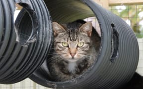 Demi, a tabby in a tunnel, awaits a new home.