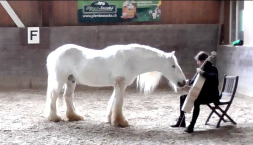 Cellist Ida Riegels playing to a horse in Switzerland