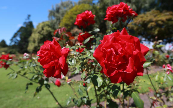 Pollard Park is unfortunately suffering with vandalism at the moment, with people coming in at night and at the weekend pulling out annuals and harvesting flowers.