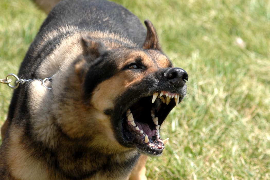 Norman, a 55th Security Forces Squadron military working dog, waits to be unleashed and go after his target during training April 17.  The Offutt K-9 unit performs regular training to maximize the dogs effectiveness in the field.