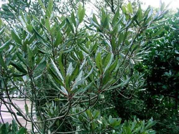 The Hinau tree