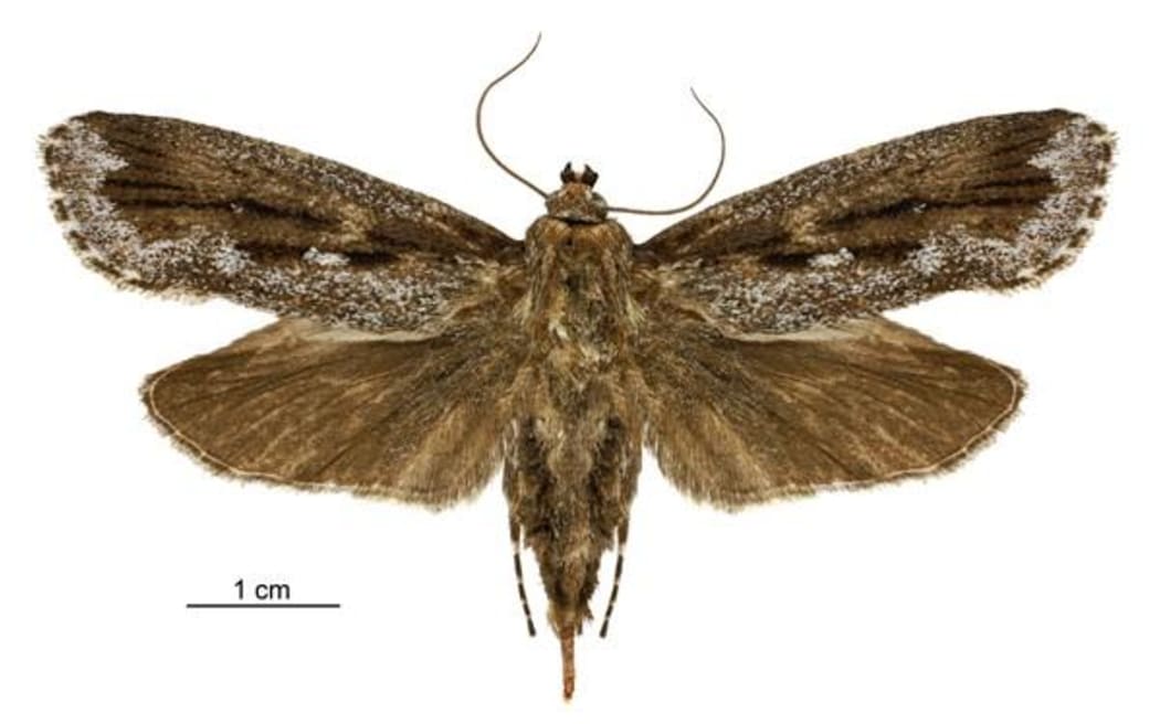Titanomis sisyrota - the "frosted phoenix"