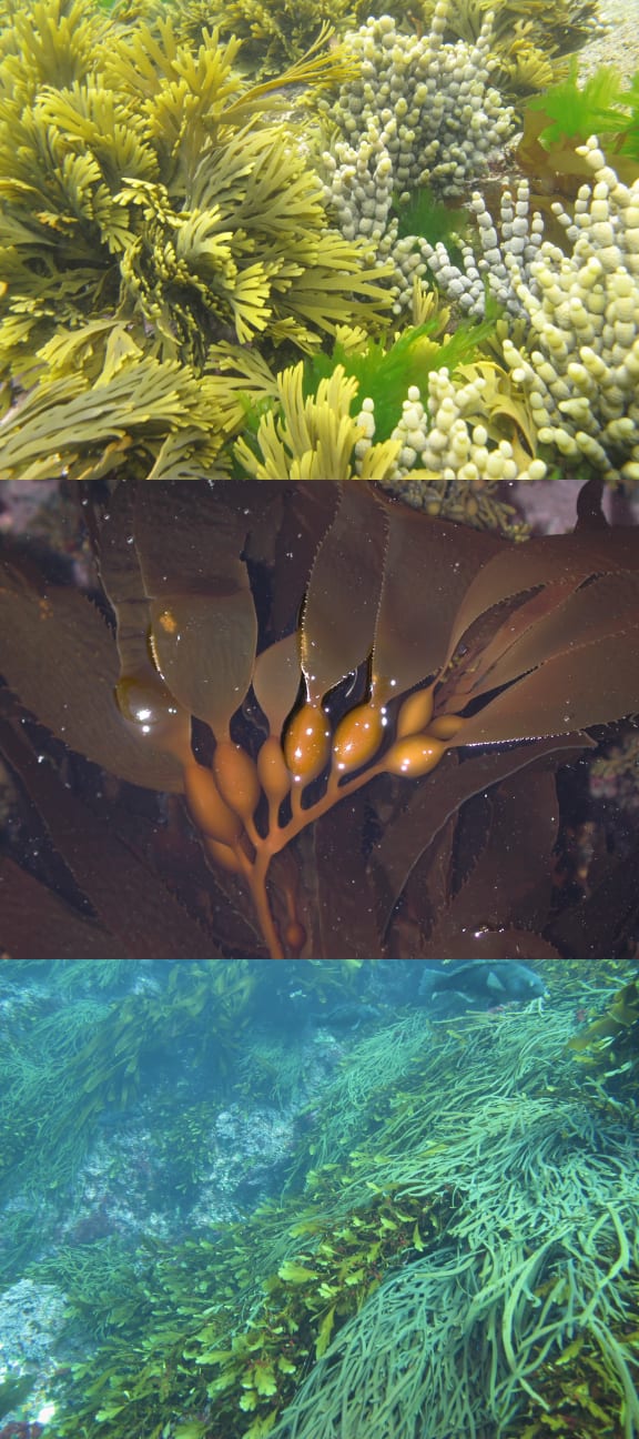 From the top: a bed of large seaweeds, bladder kelp, and Neptune's necklace.
