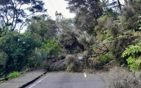 Toppled trees blocking roads and cutting power to regions in west Auckland on 19 August, 2024.