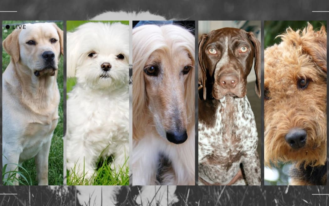 Composite image showing dog hair types