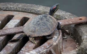 Red eared slider turtle in Carmichael Park in Tauranga