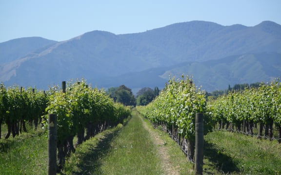 The head of Wine Marlborough says growth in demand from the US has helped drive huge growth in New Zealand wine exports.