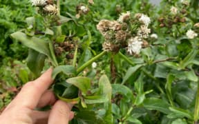 Senegal tea has been found in Hawke's Bay for the first time.