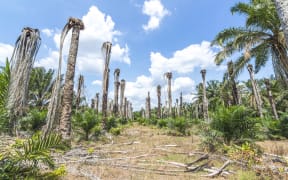 Replanting at a palm oil plantation.