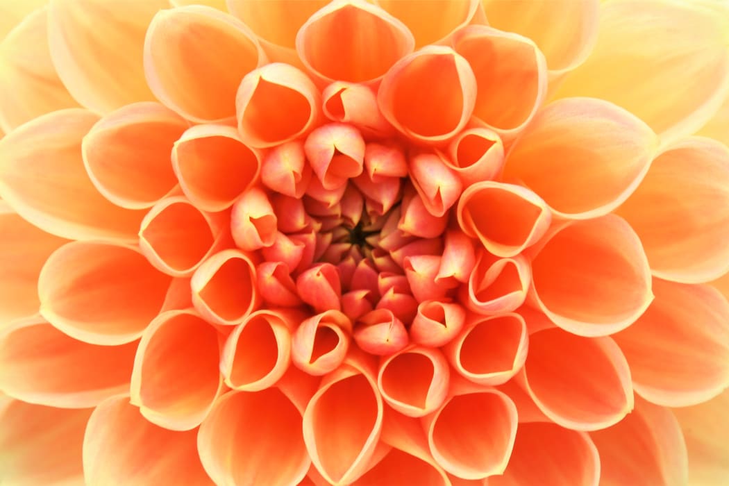 close up of flower