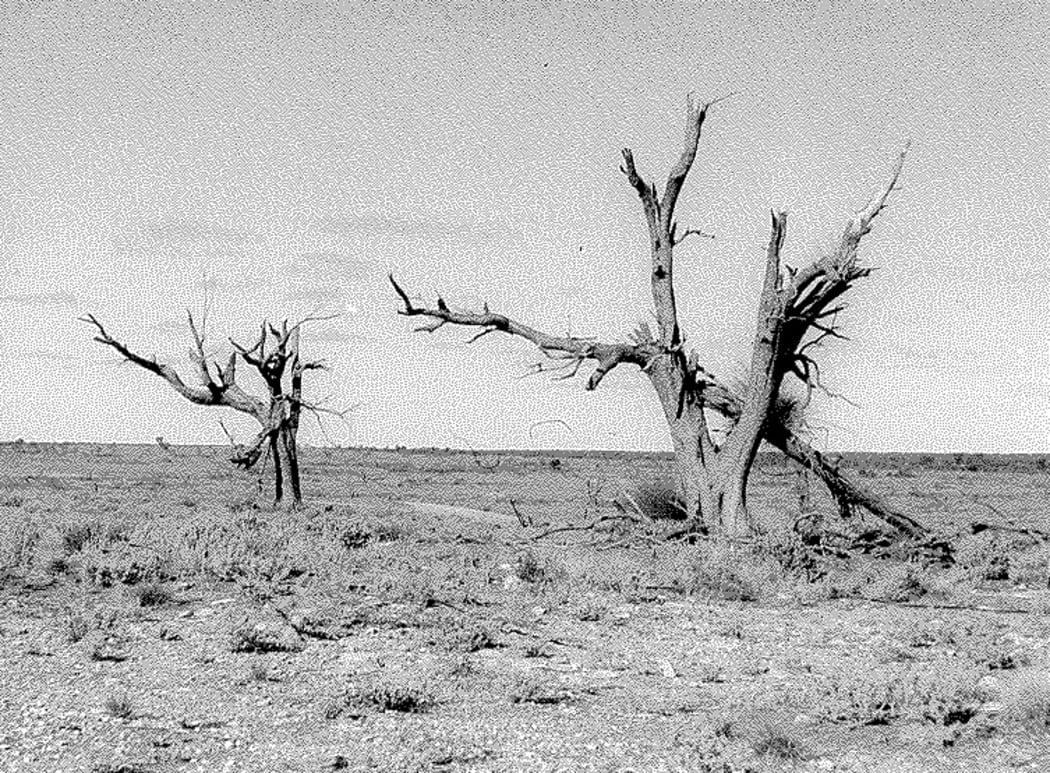 Maralinga trees after an atomic blast