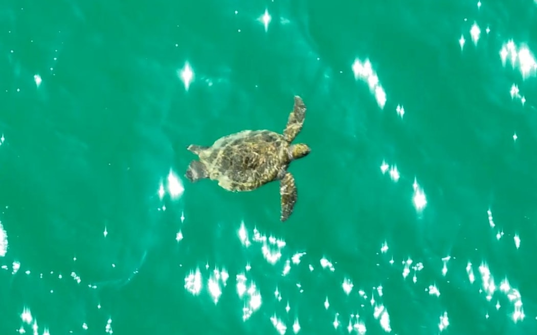 Drone image of a green turtle foraging in the Far North’s Rangaunu Harbour.