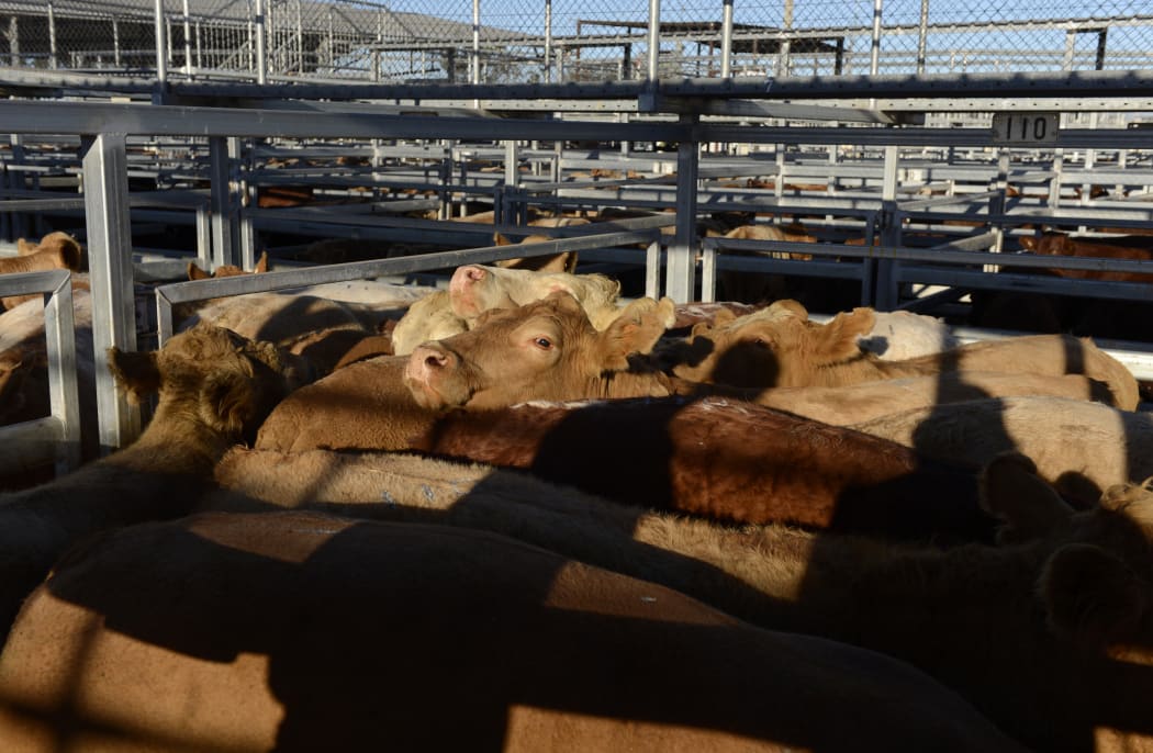 Cattle await auction at the cattle yards in Dalby, west of Brisbane (May 2013)