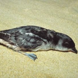 Photo for South Georgian diving petrel