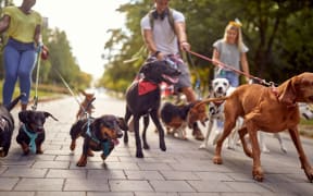 A bunch of cheerful dogs on the leash on the walk on a beautiful day in the park with dog walkers. Pets, walkers, service