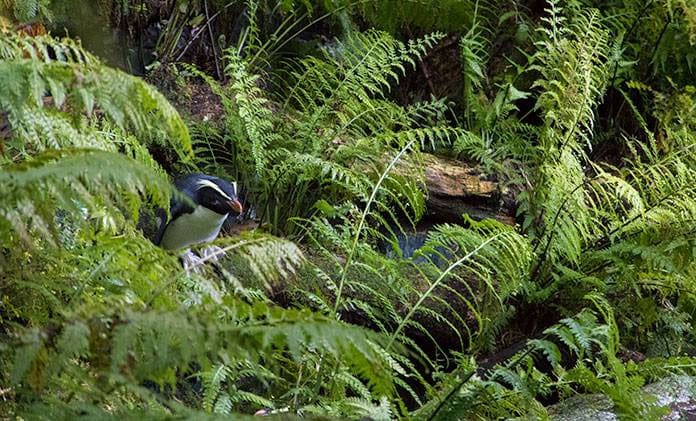 Fiordland crested penguin, Tawaki