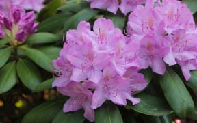 Rhododendron doldentraubiger Blütenstand