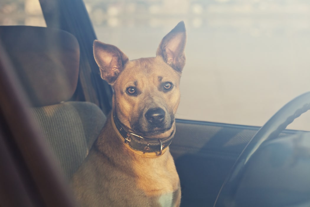 18879786 - lonely dog waiting in the car