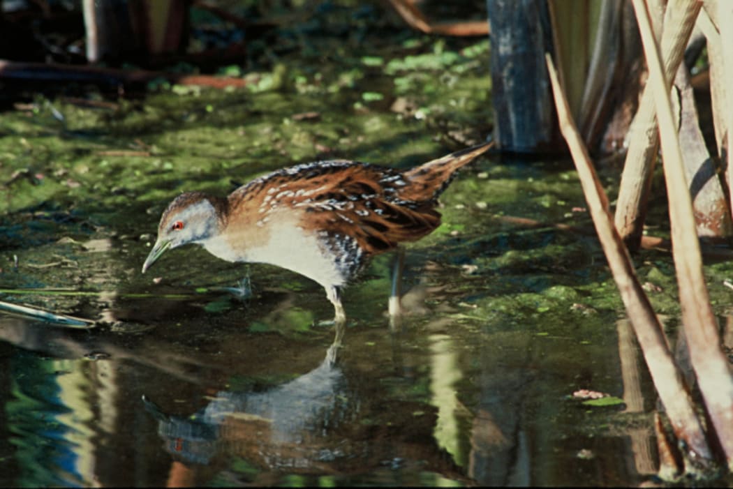 The Koitareke, or Marsh Crake