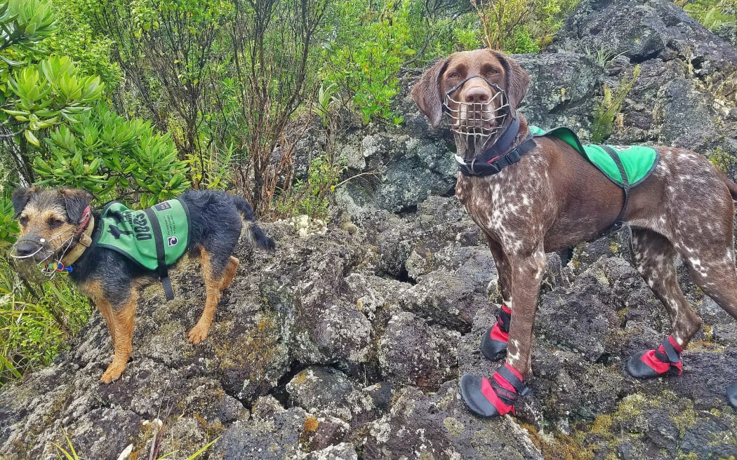 Search dogs Milo and Rio have left the island after no sign of a cat.