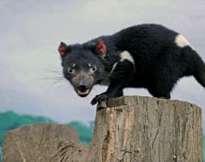 A Tasmanian Devil at Taronga Zoo in Sydney.