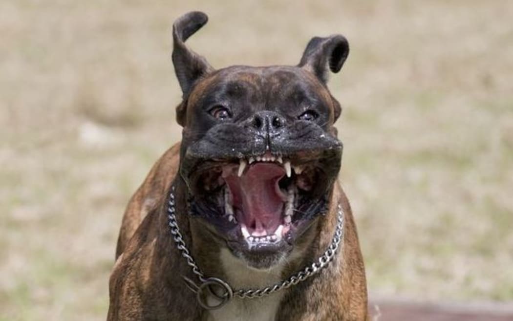 Dog barking