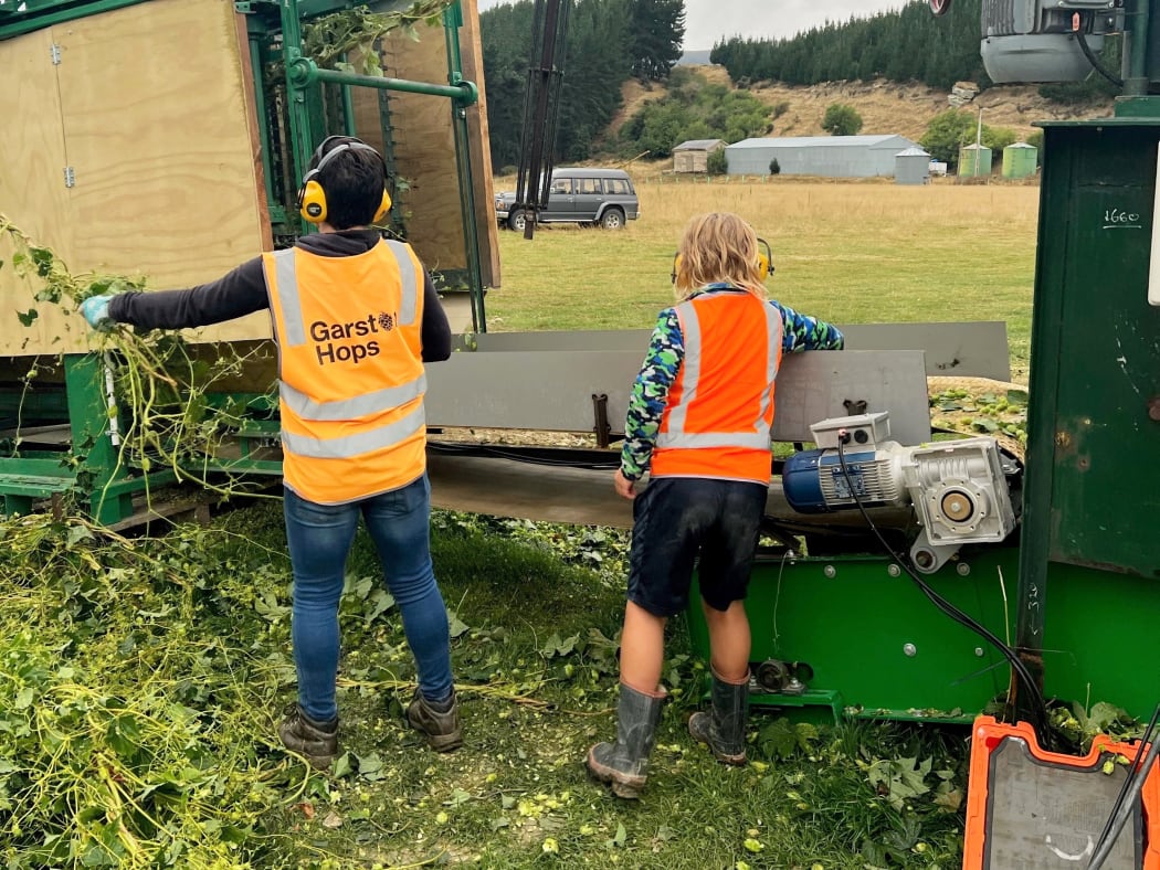 Hop Harvesting