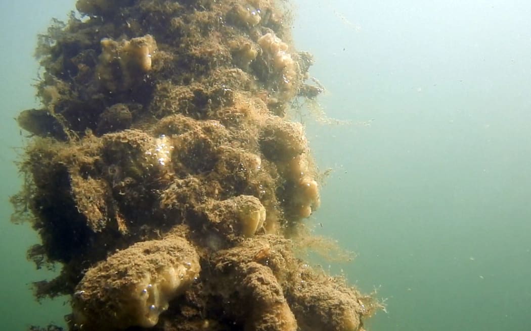 Biofoul on an electric cable in a canal: Plant organisms, bacteria and animals such as freshwater sponges have covered (fouling) the sheath of an electric cable in a canal.