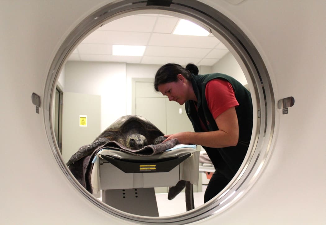 The turtle undergoes a CT scan.