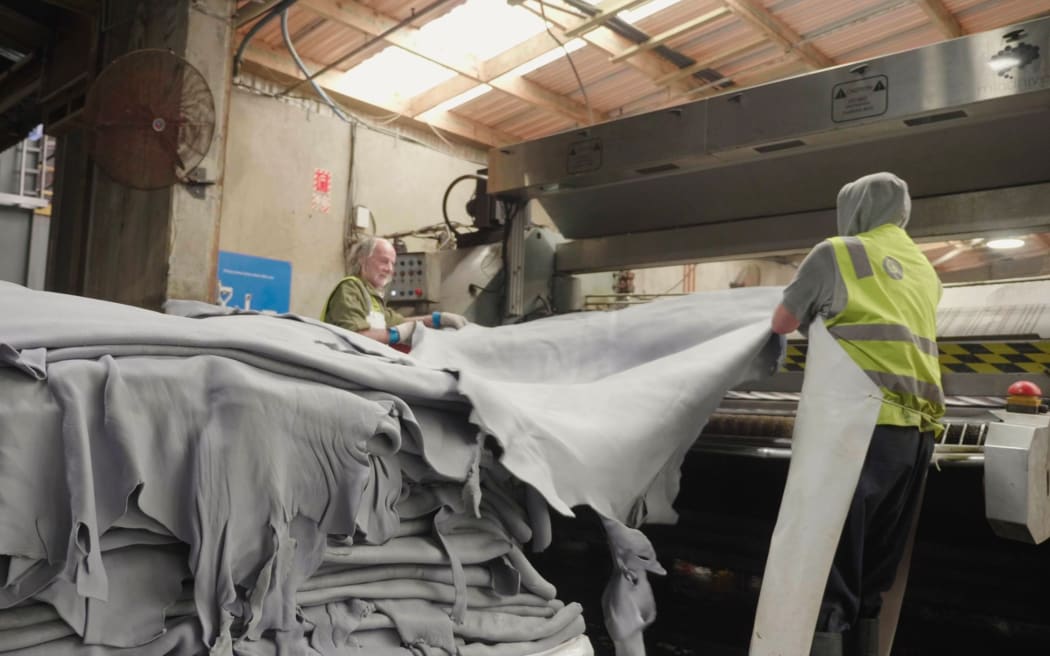 Part processed skins being fed through a machine at a tannery