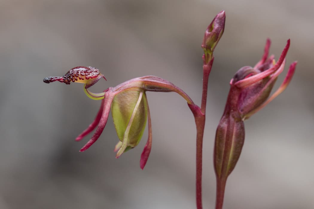 Flying Duck Orchid